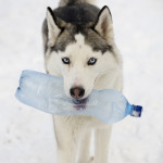 Vermont's Bottle Bill is Safe and Sound