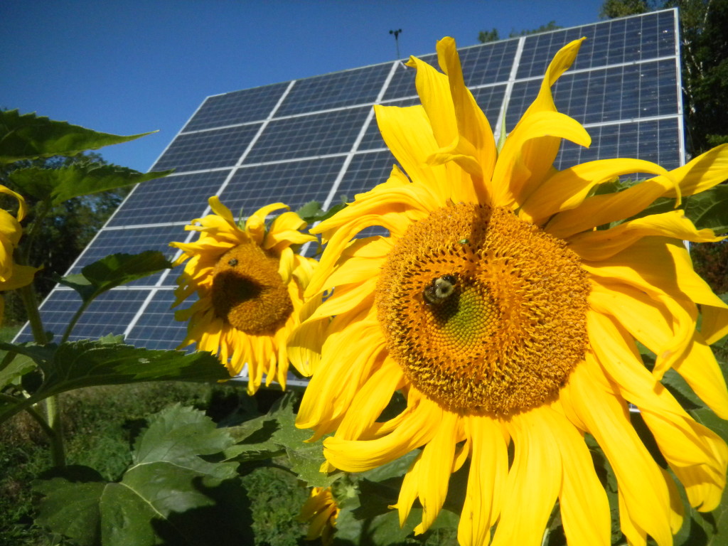 Sunflower in front of solar panels