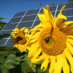 Solar-Pollinator Bill signed into law!