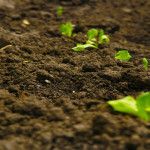 Healthy Soil = Healthy Planet