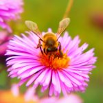 Governor Scott Signs Neonic Restriction Bill Into Law
